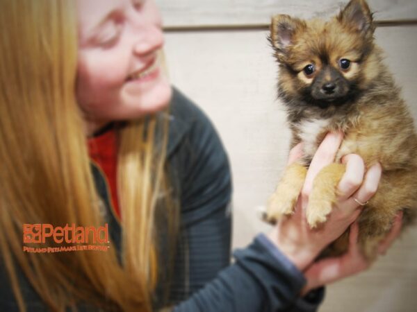 Pomeranian DOG Female Dark Brown 16228 Petland Iowa City, Iowa