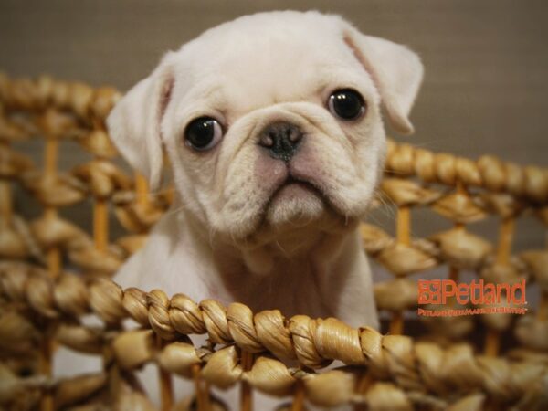 Pug DOG Female White 16248 Petland Iowa City, Iowa