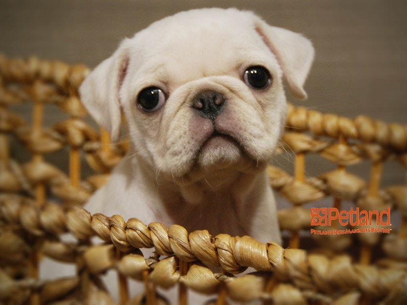 Pug Dog Female White 16248