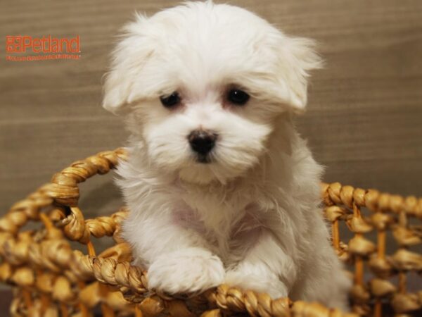 Maltese DOG Female White 16247 Petland Iowa City, Iowa