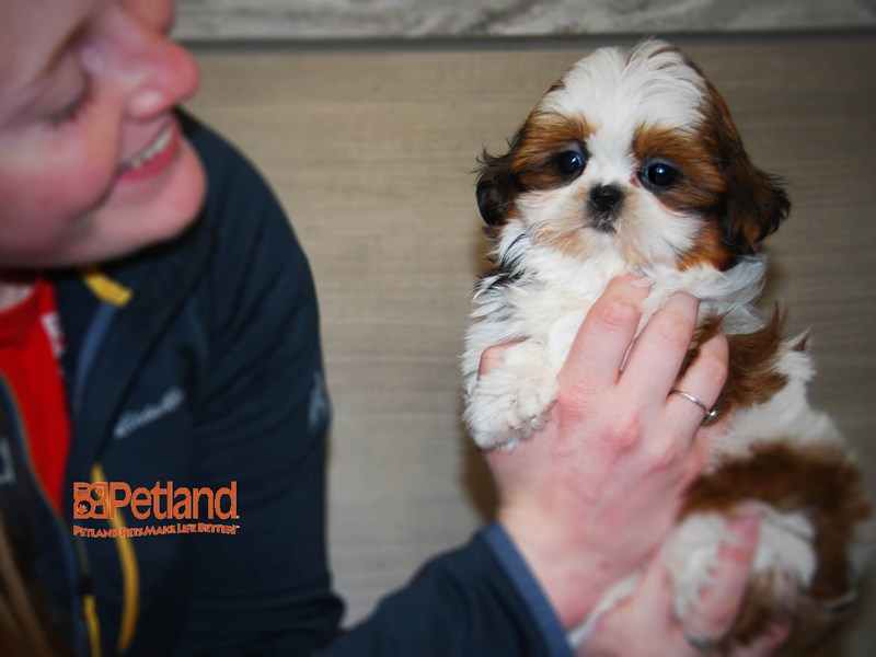 Shih Tzu Dog Female Red / White 16249
