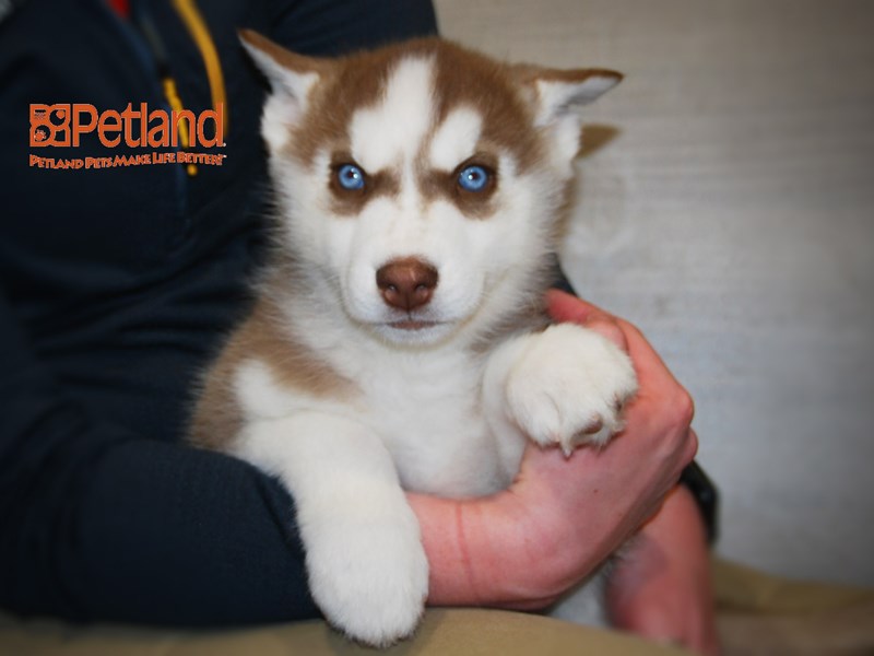 Siberian Husky Dog Male Red / White 16250
