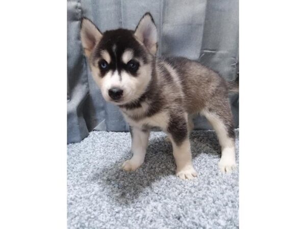 Siberian Husky DOG Female Agouti / White 16259 Petland Iowa City, Iowa