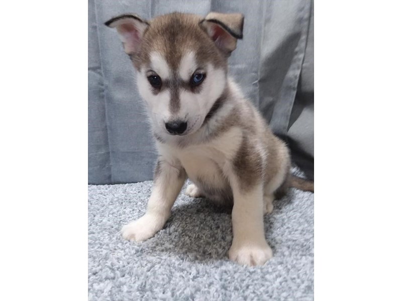 Siberian Husky Dog Male Agouti / White 16260