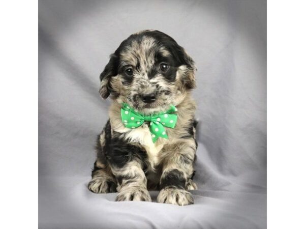 Miniature Goldendoodle DOG Male Blue Merle 16261 Petland Iowa City, Iowa