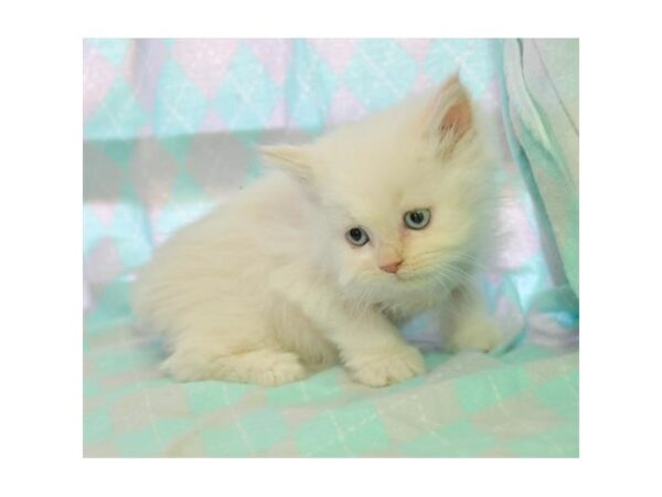 Persian CAT Male White 16268 Petland Iowa City, Iowa