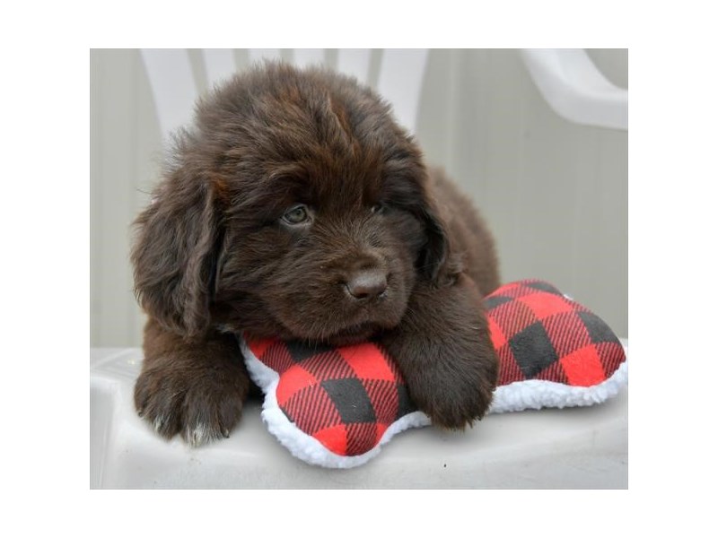 Newfoundland Dog Female Chocolate 16264