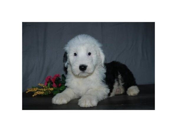 Old English Sheepdog/Poodle-DOG-Male-Black / White-16269-Petland Iowa City, Iowa