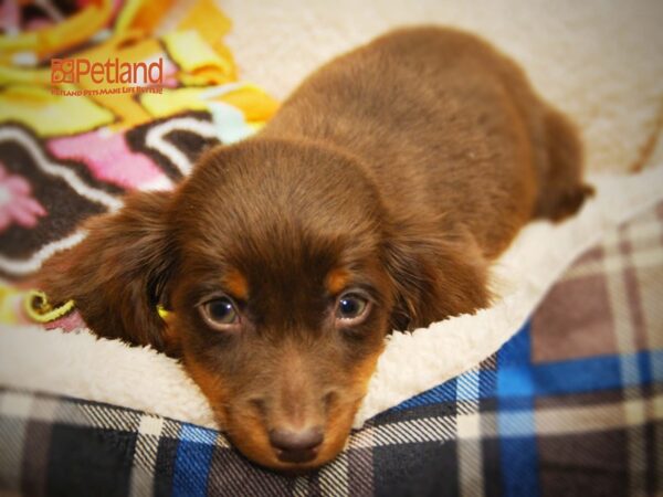 Dachshund DOG Male Chocolate & Tan 16255 Petland Iowa City, Iowa