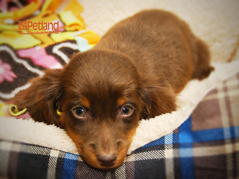 Dachshund Dog Male Chocolate & Tan 16255