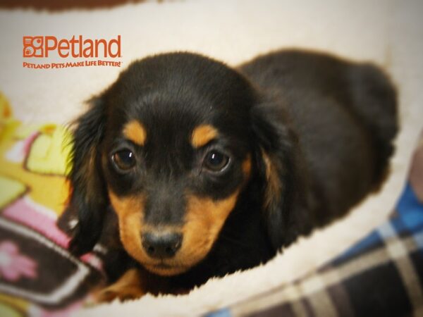 Dachshund DOG Male Black & Tan 16254 Petland Iowa City, Iowa