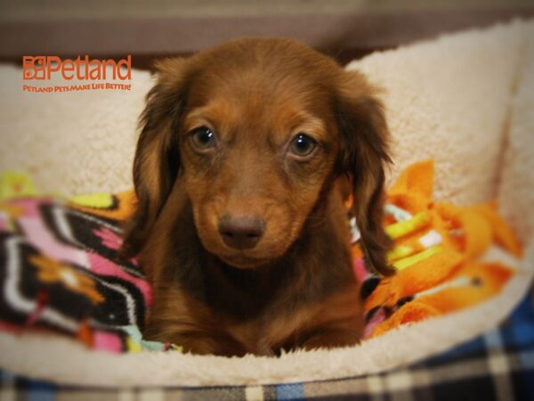 Dachshund DOG Female Chocolate & Tan 16257 Petland Iowa City, Iowa