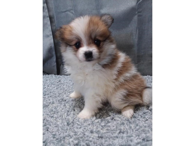 Pomeranian Dog Female Orange / White 16274