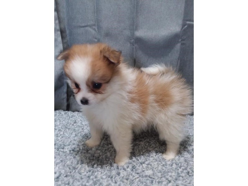 Pomeranian Dog Female Orange / White 16275