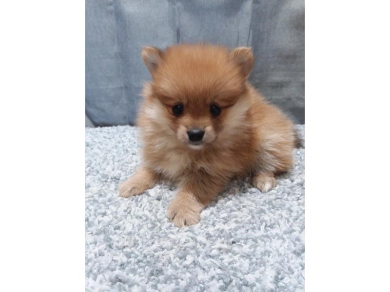 Pomeranian Dog Female Orange 16276