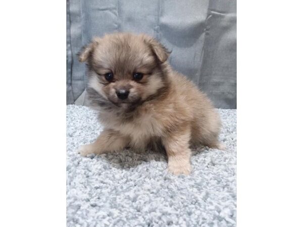 Pomeranian DOG Male Orange Sable 16277 Petland Iowa City, Iowa