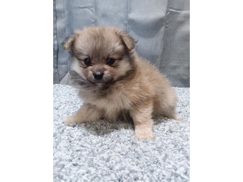 Pomeranian Dog Male Orange Sable 16277