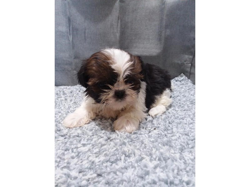 Shih Tzu Dog Female Red / White 16327