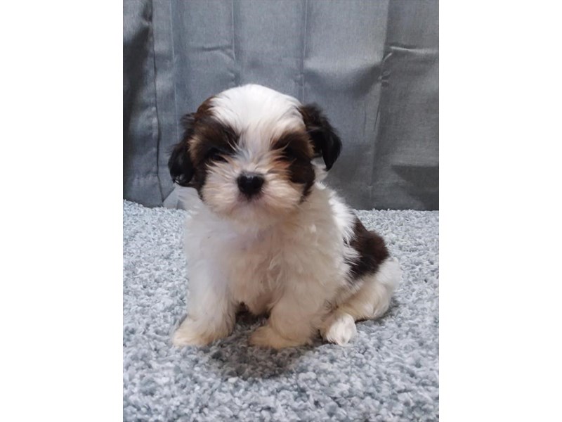 Shih Tzu Dog Female Red / White 16326