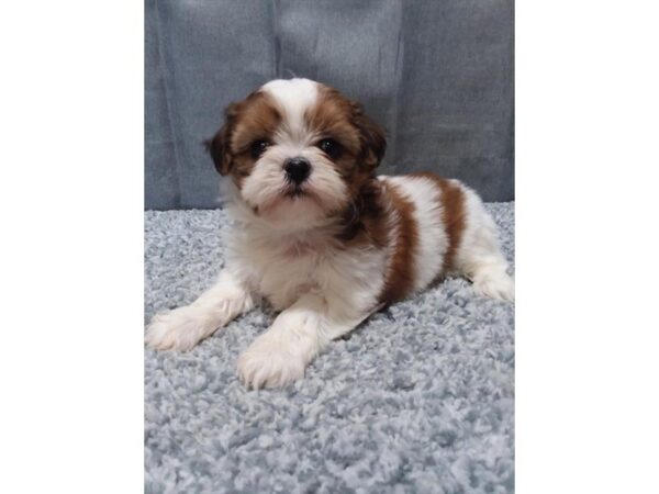 Shih Tzu DOG Female Red / White 16280 Petland Iowa City, Iowa