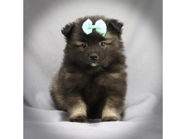 Keeshond DOG Female Black & Silver 16270 Petland Iowa City, Iowa