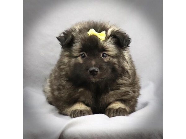 Keeshond-DOG-Female-Black & Silver-16271-Petland Iowa City, Iowa