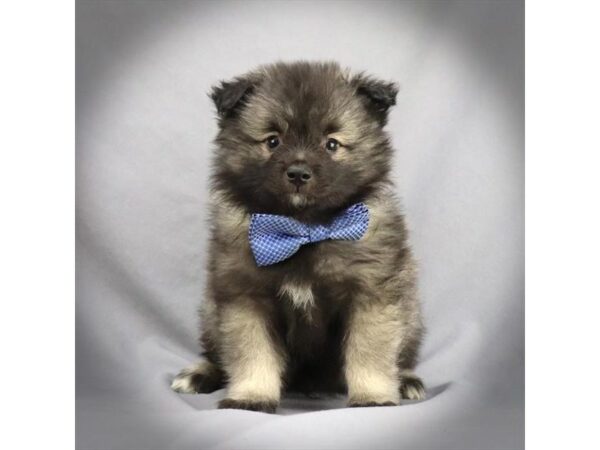 Keeshond DOG Male Black & Silver 16272 Petland Iowa City, Iowa