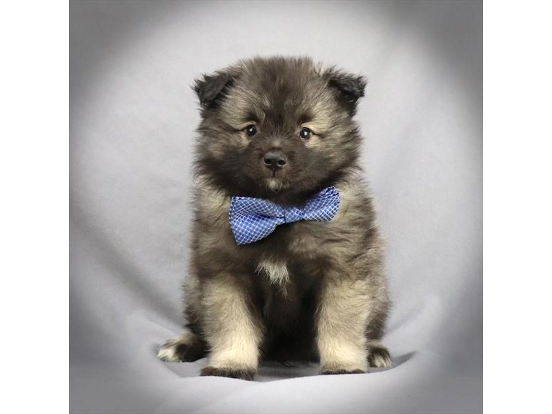 Keeshond Dog Male Black & Silver 16272