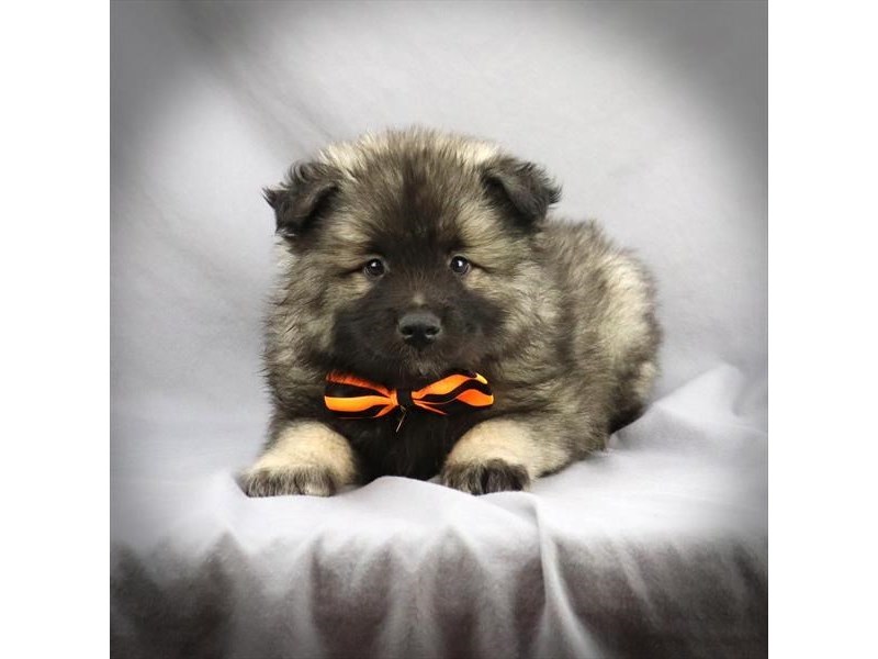 Keeshond Dog Male Black & Silver 16273