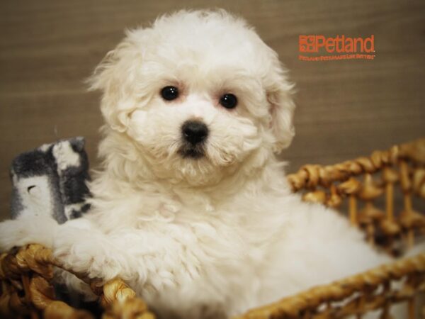 Bichon Frise DOG Female White 16262 Petland Iowa City, Iowa