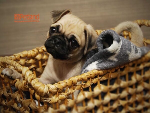 Pug DOG Male Fawn 16266 Petland Iowa City, Iowa