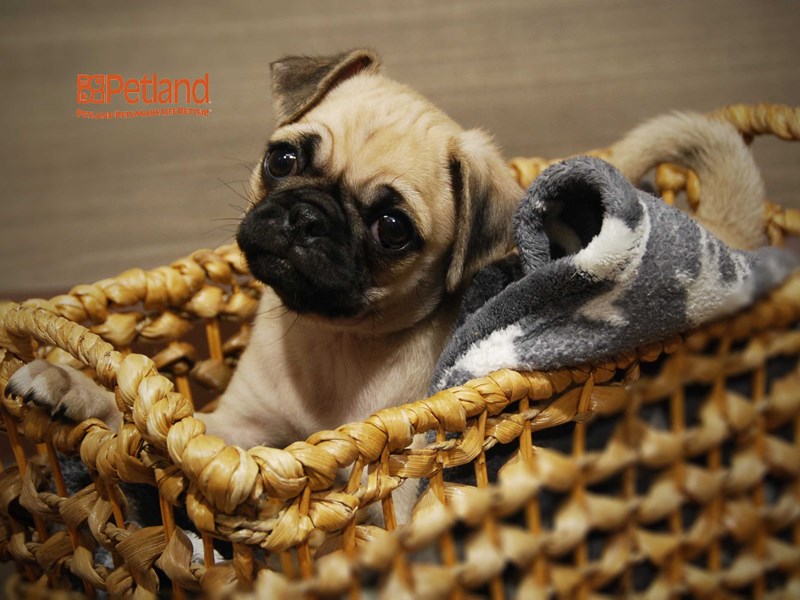 Pug Dog Male Fawn 16266