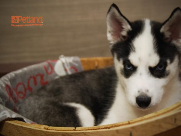 Siberian Husky DOG Female Black / White 16267 Petland Iowa City, Iowa