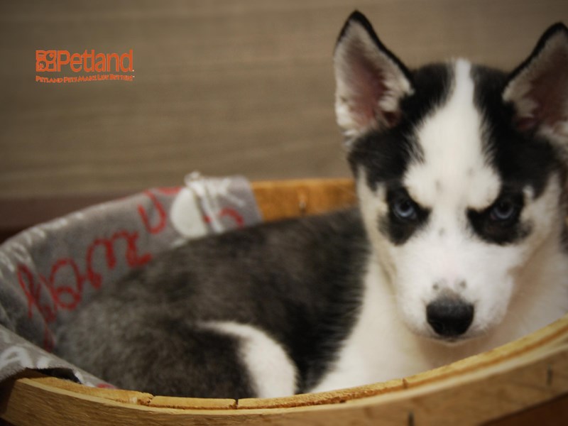 Siberian Husky Dog Female Black / White 16267