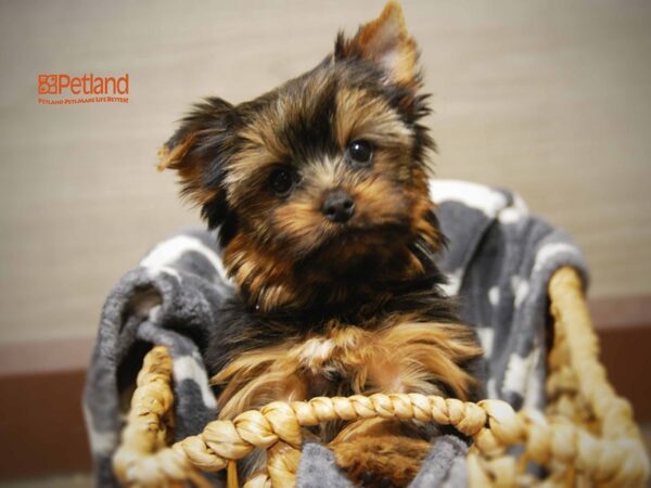 Yorkshire Terrier DOG Male Blue and Gold 16288 Petland Iowa City, Iowa