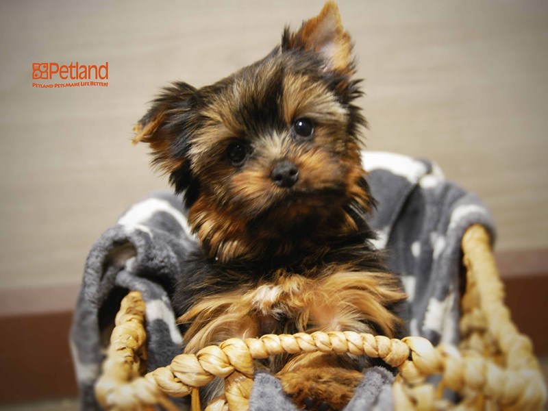 Yorkshire Terrier Dog Male Blue and Gold 16288
