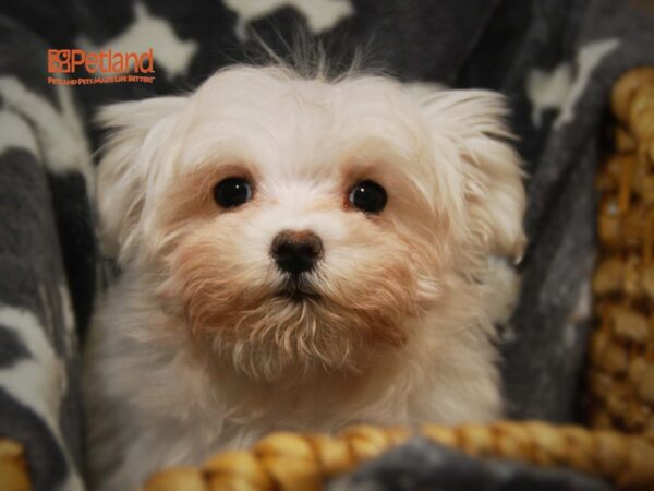 Maltese DOG Female White 16281 Petland Iowa City, Iowa