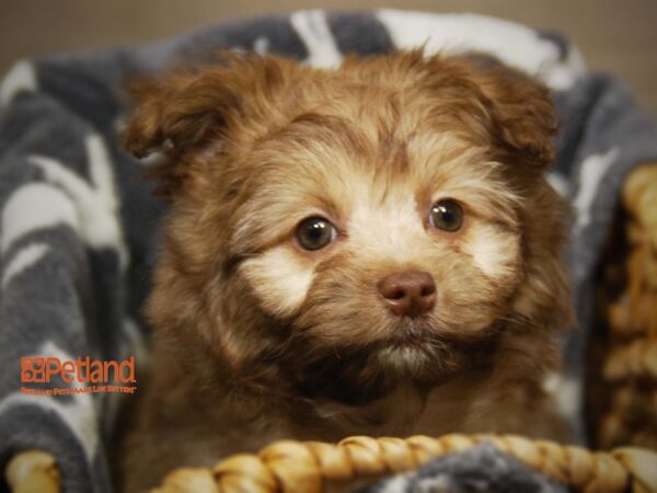 Havanese/Pomeranian DOG Female brown 16285 Petland Iowa City, Iowa