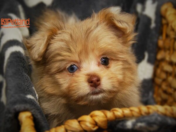 Havanese/Pomeranian-DOG-Female-Chocolate parti-16286-Petland Iowa City, Iowa