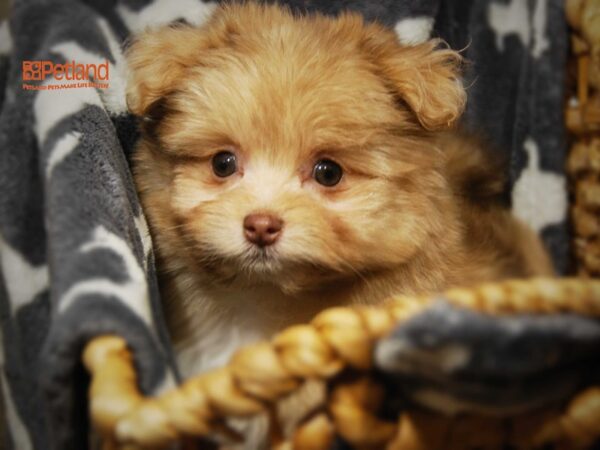 Havanese/Pomeranian DOG Male light brown with white markings 16284 Petland Iowa City, Iowa