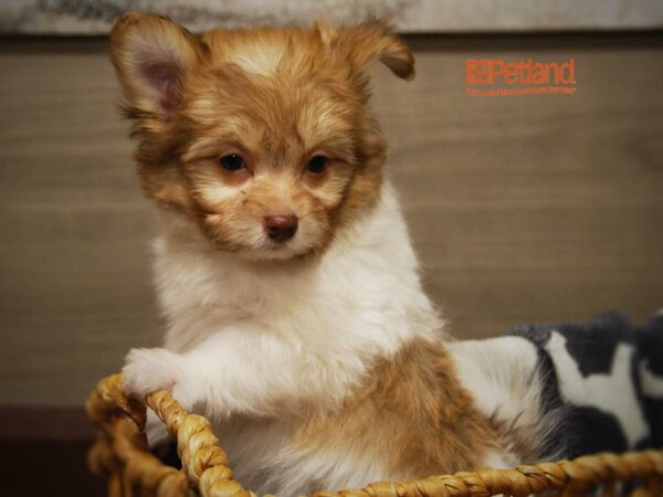 Havanese/Pomeranian DOG Male brown and white 16282 Petland Iowa City, Iowa