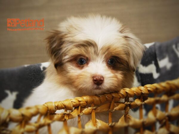 Havanese/Pomeranian DOG Male white with brown markings 16283 Petland Iowa City, Iowa