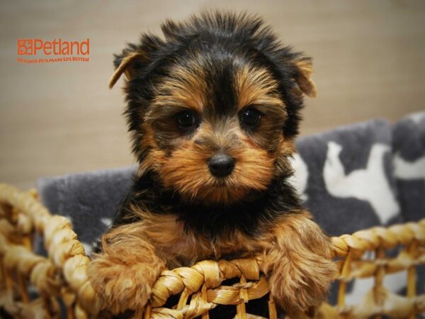 Yorkshire Terrier DOG Female Blue and Gold 16289 Petland Iowa City, Iowa