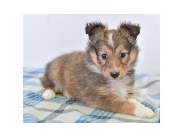 Shetland Sheepdog DOG Female Sable Merle 16296 Petland Iowa City, Iowa