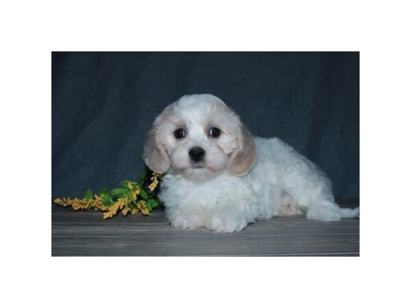 Cavachon DOG Female Cream / White 16297 Petland Iowa City, Iowa