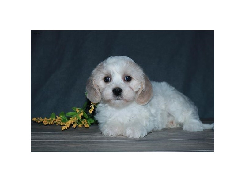 Cavachon Dog Female Cream / White 16297