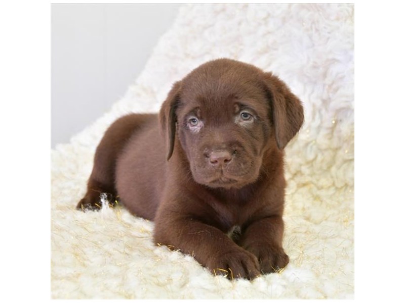 Labrador Retriever Dog Male Chocolate 16295