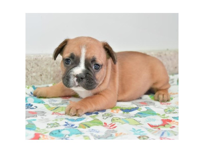 French Bulldog Dog Male Fawn 16293
