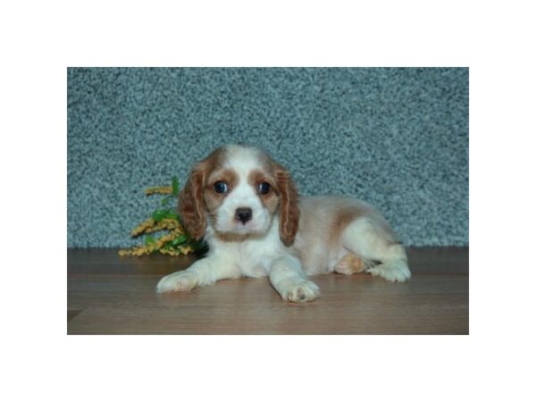 Cavalier King Charles Spaniel DOG Male Blenheim 16292 Petland Iowa City, Iowa