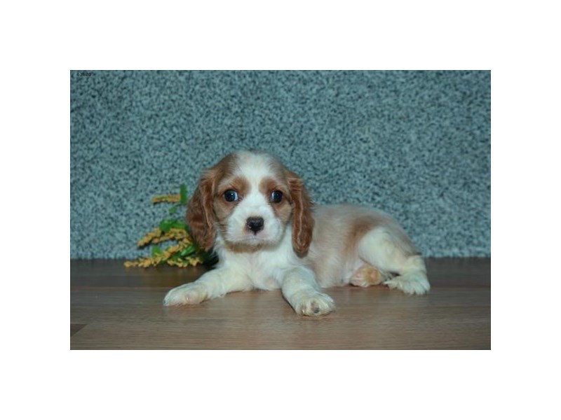 Cavalier King Charles Spaniel Dog Male Blenheim 16292
